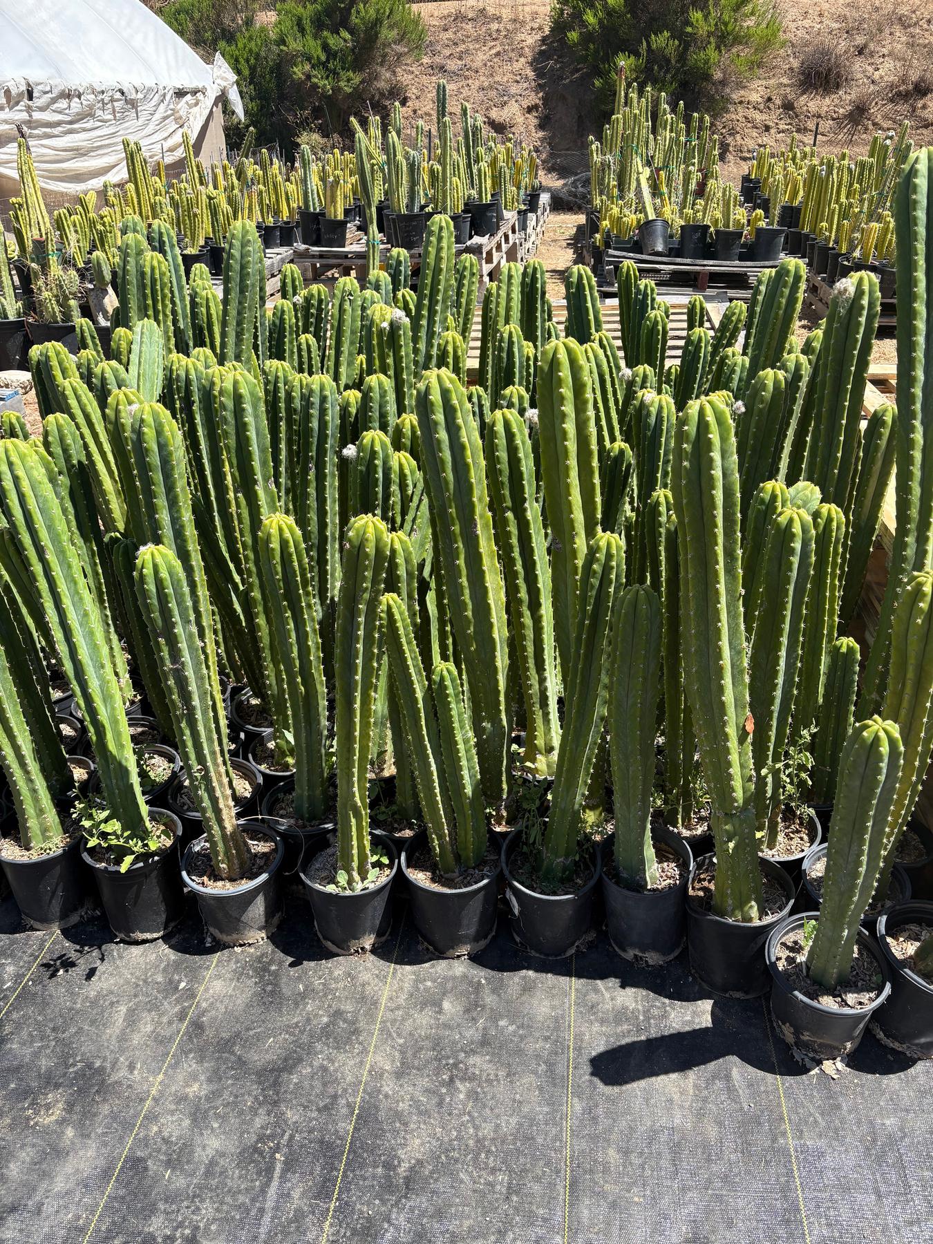 #EC125 EXACT GIANT Trichocereus Pachanoi PC Potted Cactus Specimens