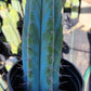 #EC128 Trichocereus Peruvianus Old Man Stand OMS Ornamental Cactus Cutting & Potted