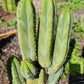 #EC128 Trichocereus Peruvianus Old Man Stand OMS Ornamental Cactus Cutting & Potted