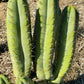 #EC128 Trichocereus Peruvianus Old Man Stand OMS Ornamental Cactus Cutting & Potted