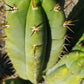 #EC128 Trichocereus Peruvianus Old Man Stand OMS Ornamental Cactus Cutting & Potted