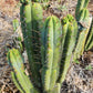 #EC128 Trichocereus Peruvianus Old Man Stand OMS Ornamental Cactus Cutting & Potted