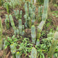 #EC128 Trichocereus Peruvianus Old Man Stand OMS Ornamental Cactus Cutting & Potted