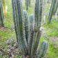 #EC128 Trichocereus Peruvianus Old Man Stand OMS Ornamental Cactus Cutting & Potted