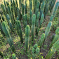 #EC13 EXACT Trichocereus Pachanoi #46 Cactus Potted & Cuttings