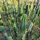 #EC13 EXACT Trichocereus Pachanoi #46 Cactus Potted & Cuttings