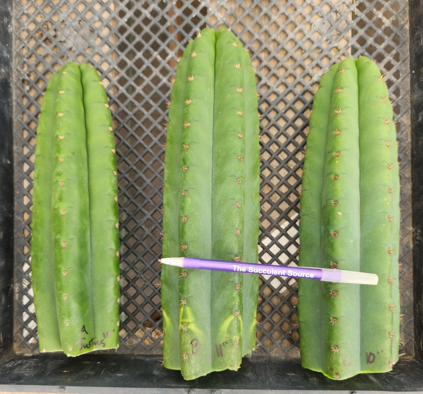 #EC13 EXACT Trichocereus Pachanoi #46 Cactus Potted & Cuttings