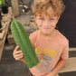 #EC13 EXACT Trichocereus Pachanoi #46 Cactus Potted & Cuttings