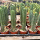 #EC13 EXACT Trichocereus Pachanoi #46 Cactus Potted & Cuttings