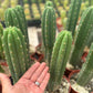 #EC13 EXACT Trichocereus Pachanoi #46 Cactus Potted & Cuttings