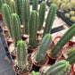#EC13 EXACT Trichocereus Pachanoi #46 Cactus Potted & Cuttings