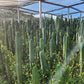 #EC13 EXACT Trichocereus Pachanoi #46 Cactus Potted & Cuttings
