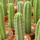 #EC13 EXACT Trichocereus Pachanoi #46 Cactus Potted & Cuttings