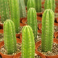 #EC13 EXACT Trichocereus Pachanoi #46 Cactus Potted & Cuttings