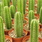 #EC13 EXACT Trichocereus Pachanoi #46 Cactus Potted & Cuttings