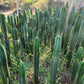 #EC13 EXACT Trichocereus Pachanoi #46 Cactus Potted & Cuttings