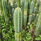 #EC130 Justus' Trichocereus NOID Collection of Cuttings