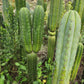 #EC130 Justus' Trichocereus NOID Collection of Cuttings