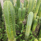 #EC130 Justus' Trichocereus NOID Collection of Cuttings