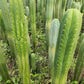 #EC130 Justus' Trichocereus NOID Collection of Cuttings