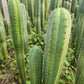 #EC130 Justus' Trichocereus NOID Collection of Cuttings