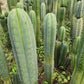 #EC130 Justus' Trichocereus NOID Collection of Cuttings