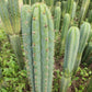 #EC130 Justus' Trichocereus NOID Collection of Cuttings