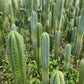 #EC130 Justus' Trichocereus NOID Collection of Cuttings