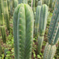 #EC130 Justus' Trichocereus NOID Collection of Cuttings
