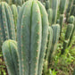 #EC130 Justus' Trichocereus NOID Collection of Cuttings