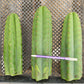 #EC130 Justus' Trichocereus NOID Collection of Cuttings
