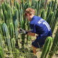 #EC130 Justus' Trichocereus NOID Collection of Cuttings