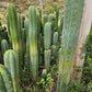 #EC130 Justus' Trichocereus NOID Collection of Cuttings