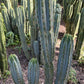 #EC133 EXACT Trichocereus Bridgesoid "Boulder" Cactus 8-9"