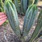#EC133 EXACT Trichocereus Bridgesoid "Boulder" Cactus 8-9"