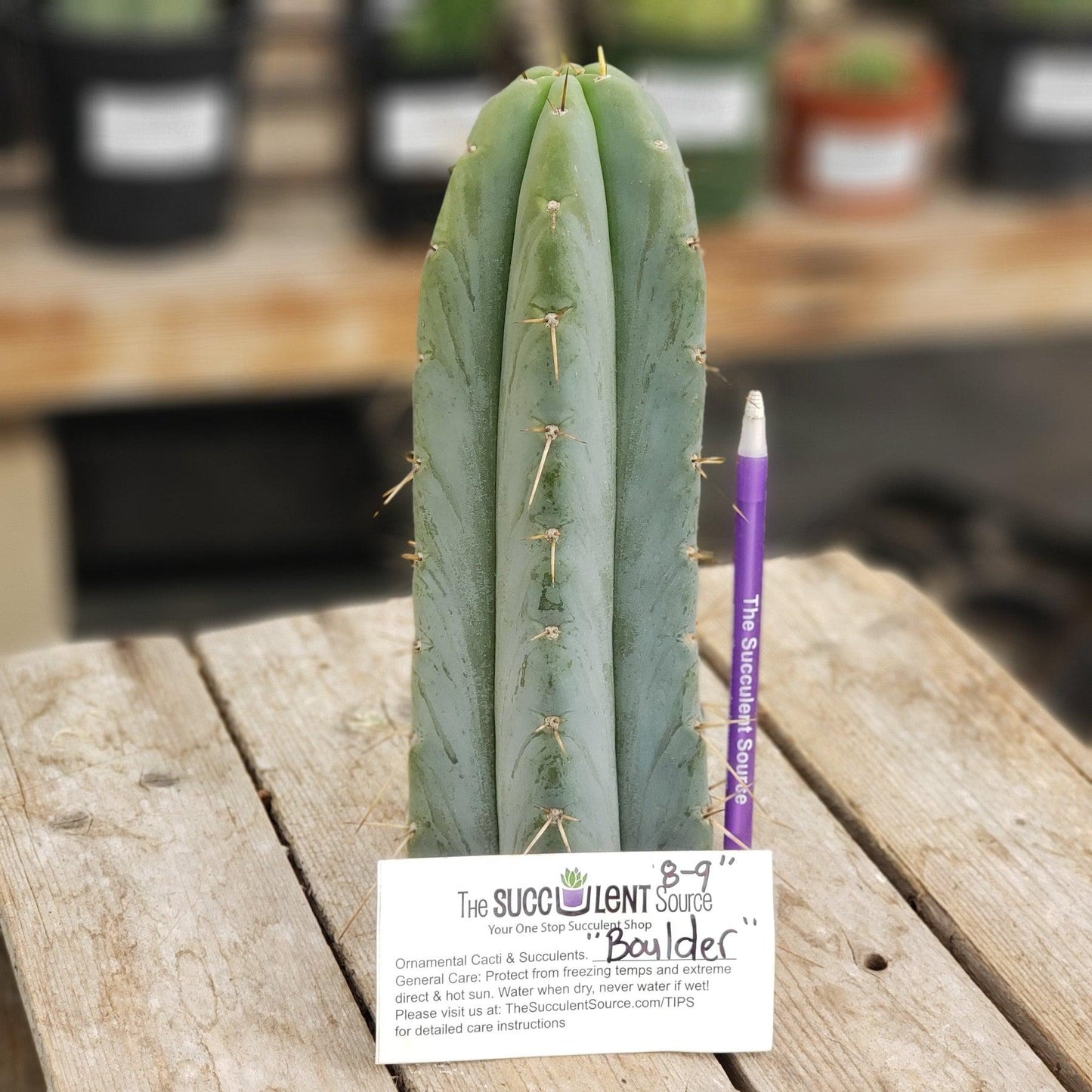 #EC133 EXACT Trichocereus Bridgesoid "Boulder" Cactus 8-9"