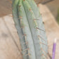 #EC133 EXACT Trichocereus Bridgesoid "Boulder" Cactus 8-9"