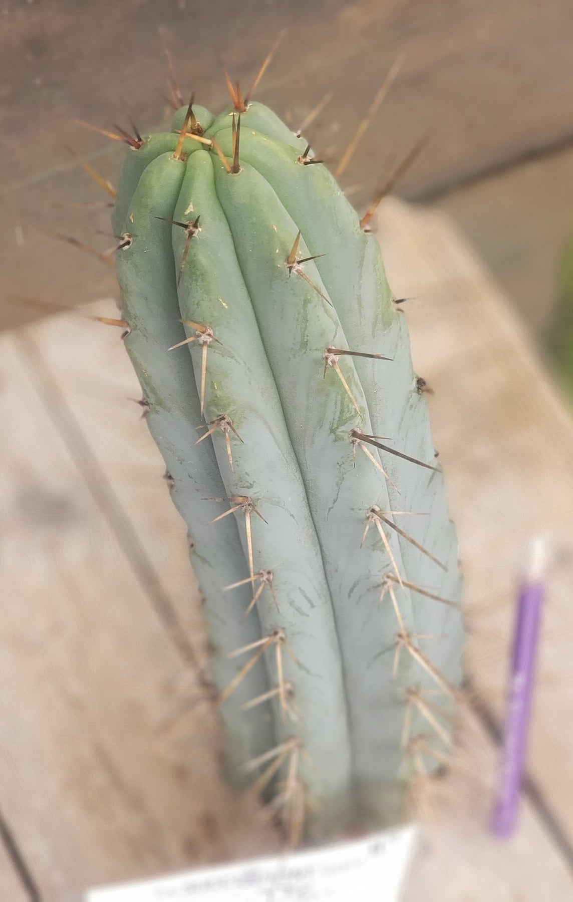 #EC133 EXACT Trichocereus Bridgesoid "Boulder" Cactus 8-9"
