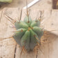 #EC133 EXACT Trichocereus Bridgesoid "Boulder" Cactus 8-9"
