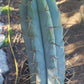 #EC133 EXACT Trichocereus Bridgesoid "Boulder" Cactus 8-9"