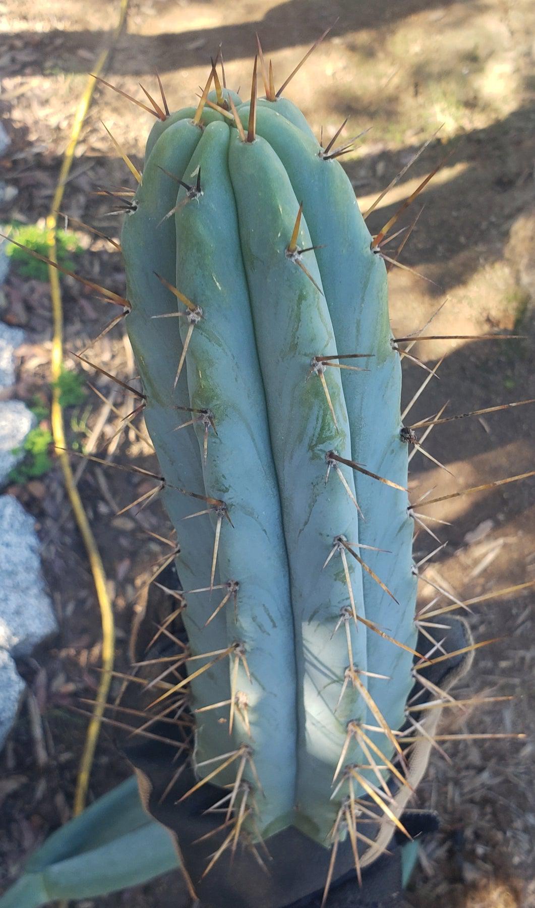 #EC133 EXACT Trichocereus Bridgesoid "Boulder" Cactus 8-9"