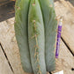 #EC133 EXACT Trichocereus Bridgesoid "Boulder" Cactus 8-9"