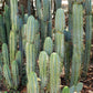 #EC133 EXACT Trichocereus Bridgesoid "Boulder" Cactus 8-9"