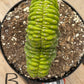 #EC139 EXACT Trichocereus Pachanoi San Pedro Crested Cactus in 8"