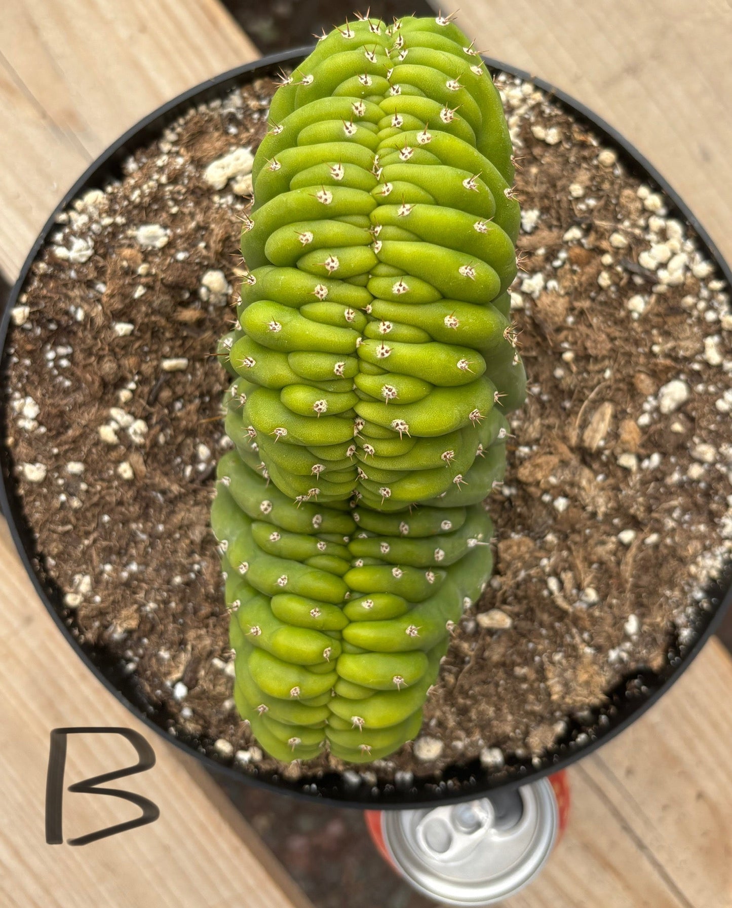 #EC139 EXACT Trichocereus Pachanoi San Pedro Crested Cactus in 8"