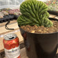 #EC139 EXACT Trichocereus Pachanoi San Pedro Crested Cactus in 8"