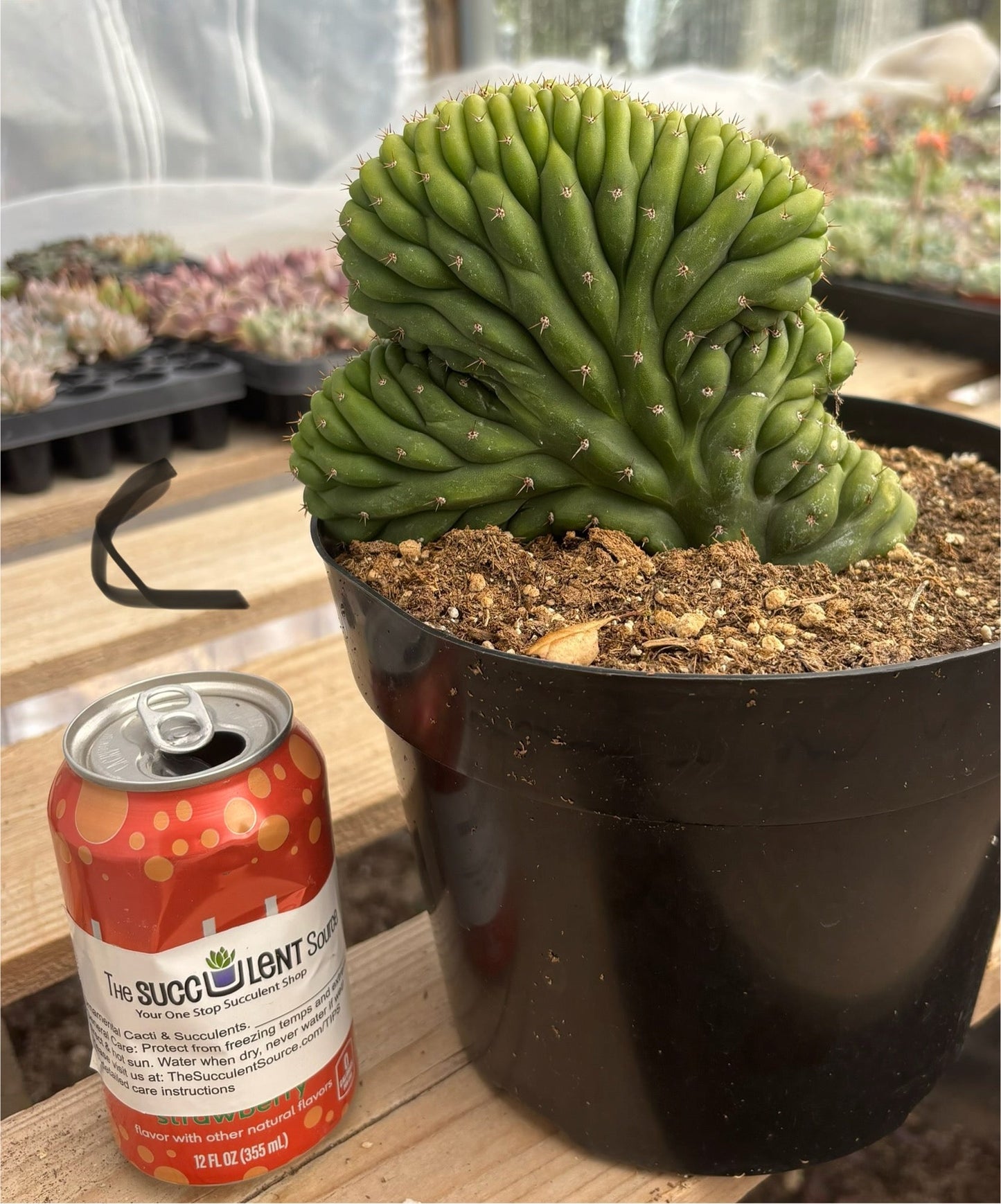 #EC139 EXACT Trichocereus Pachanoi San Pedro Crested Cactus in 8"