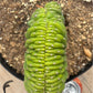 #EC139 EXACT Trichocereus Pachanoi San Pedro Crested Cactus in 8"