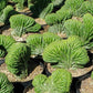 #EC139 EXACT Trichocereus Pachanoi San Pedro Crested Cactus in 8"