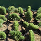 #EC139 EXACT Trichocereus Pachanoi San Pedro Crested Cactus in 8"